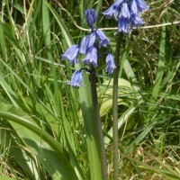 Spanish Bluebell